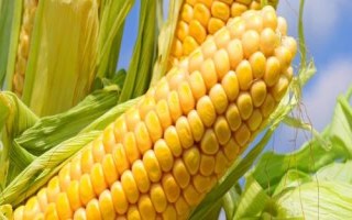 荃研807玉米种简介,中等肥力以上地块种植
