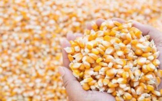 冬天怎么贮藏种子，要定期检测发芽率和检查病虫害