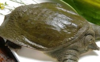 甲鱼为何别称王八，原因是腹部具有特殊纹路