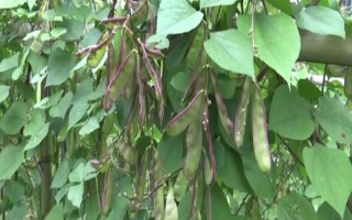 扁豆几月份种植,一般在6-7月份左右播种