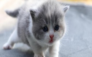 猫胰腺炎造成的原因，可能是免疫力下降或感染导致