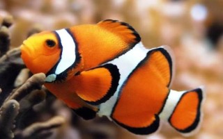 海水鱼的饲养方法，每个月换一次水