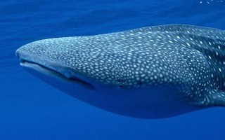 鲸鲨与虎鲸哪个更厉害，虎鲸的智商、嗜咬力、灵活度均要更高