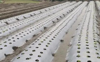 种菜撒籽后要不要立即浇水，播种后要覆盖细土才能浇湿周围的土壤