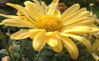 九月菊如何养殖，在生长期间需要充足的光照