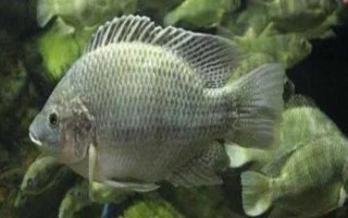 福寿鱼是哪种鱼，就是罗非鱼