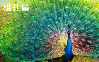 公孔雀开屏吗，只有公孔雀会开屏