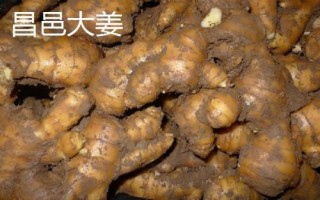 生姜的产地，我国东部、西南部等地区都有种植