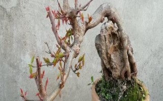 三角枫的修剪技术，及时剪掉辅养枝