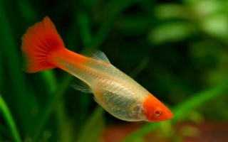 孔雀鱼间隔多久再生小鱼，只需间隔一个月即可