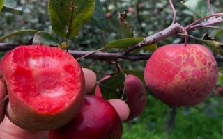 种植什么水果能致富，推荐以下六大新兴水果种植项目