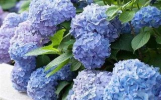 无尽夏花期能施肥吗，无尽夏花期不可施肥