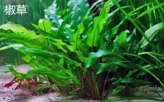 缸里有鱼后如何种植水草，首先选择生长健康、没有遭受病虫害的水草