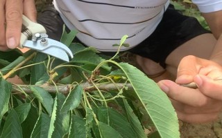 樱桃树如何修剪，可选择在每年春季萌芽前进行