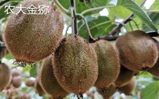 猕猴桃的名字由来，是受到猕猴的喜爱