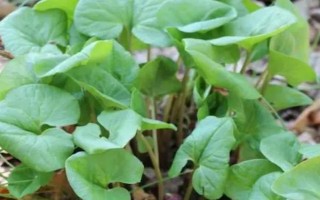 细辛简介，又名华细辛、小辛、少辛等