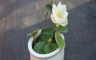 怎么种碗莲种子，播种前需将种子外壳磨破