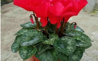 红色仙客来的花语，寓意嫉妒的爱、欢迎贵客等