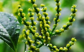 珠兰的养殖方法，每天至少提供4小时的散射光