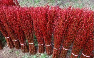 银柳能直接插土里吗，可以插土里进行扦插繁殖