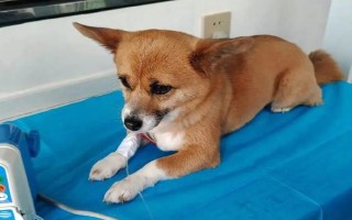 犬瘟热的症状，初期其体温可高达39.5-41℃