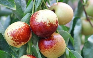 适合秋冬吃的水果有哪些，有苹果、释迦果、冬枣等