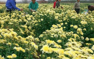 菊花的种植时间，取决于繁殖方法