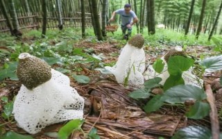 竹荪的价格，一斤需要75-350元左右