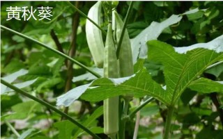 黄秋葵和绿秋葵的区别，二者没有区别