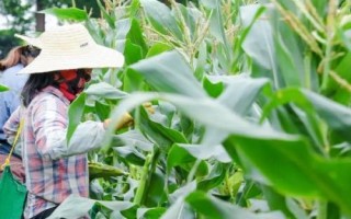 金穗319玉米品种的特性，出苗至成熟128天