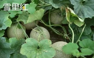 新疆哈密瓜的品种，西州蜜深受全国人们喜爱