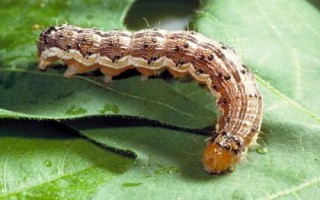 常见的害虫种类,包括卫生害虫、农业害虫、贮谷害虫等类型