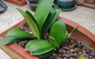 君子兰几月长得快，在1-2月份长的最快