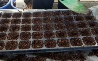 怎么种醉蝶花，种之前需浸种6小时左右