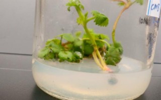 倒挂金钟怎么扦插，对枝条消毒后再插入沙中并覆膜