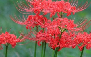 彼岸花简介,野生品种生长于阴森潮湿地