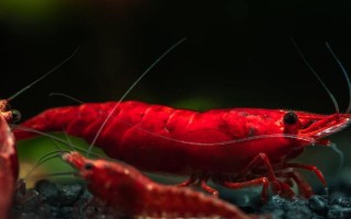 极火虾能长多大，与它自身生长能力和外部环境有关