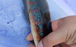 野生七星鱼最大多少斤,最大可达500克以上