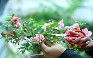 花中西施是什么花，是指的杜鹃花