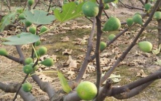 无花果不结果是怎么回事，可能是光照不足或施肥不当等