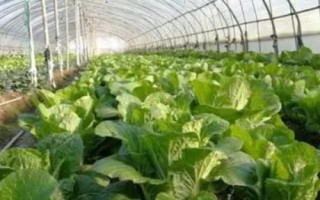 如何简单的提高作物产量，应在这四个方面着手