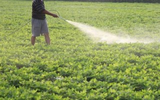 花生微肥施用技术，不同肥料的施用方式不同
