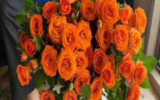 橙芭比的花语，寓意神秘的爱、羞怯等