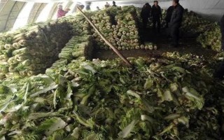 大白菜储存期间怎么防治性软腐病，应先做好田间防治工