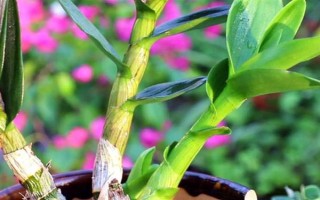 种植石斛的条件,温暖湿润、阳光充足、土质疏松的地方适合种植