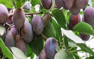 西梅的产地，原产于法国西南部