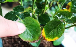 月季花叶子发黄是什么原因，可能是浇水不当或施肥错误等