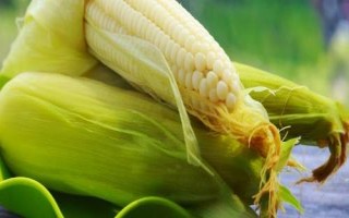 豫丰111玉米种子简介,大喇叭口期防治玉米螟虫