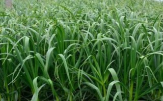 蒜苔怎么长出，大蒜长到一定程度就会分化出细长的茎