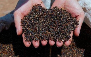 油菜籽春天能种吗，春季适合种植油菜籽